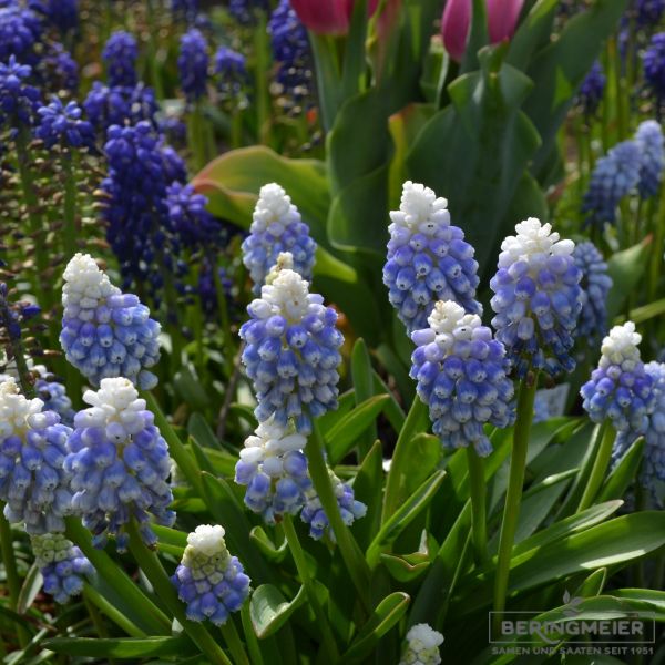 Muscari Traubenhyazinthe Mountain Lady