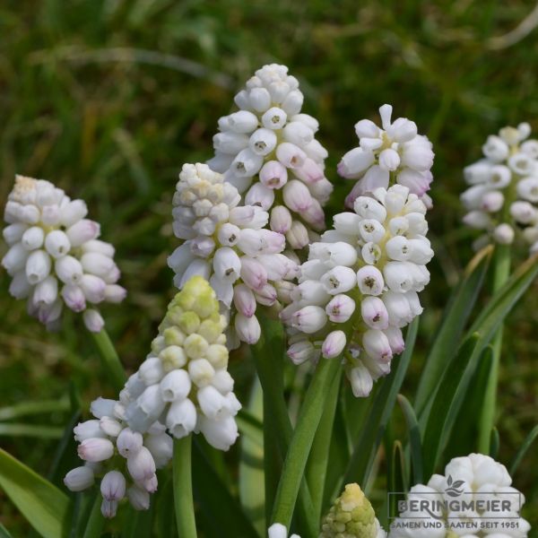 Muscari Traubenhyazinthe aucheri White Magic 2