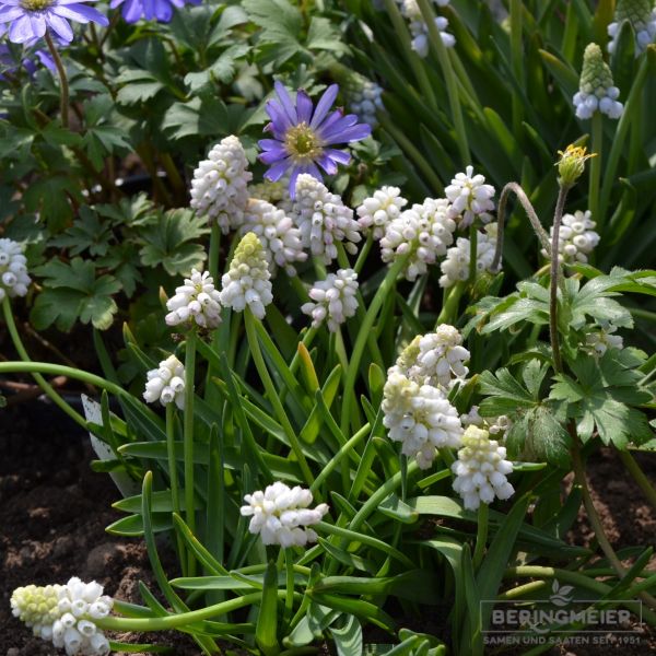 Muscari Traubenhyazinthe aucheri White Magic 4