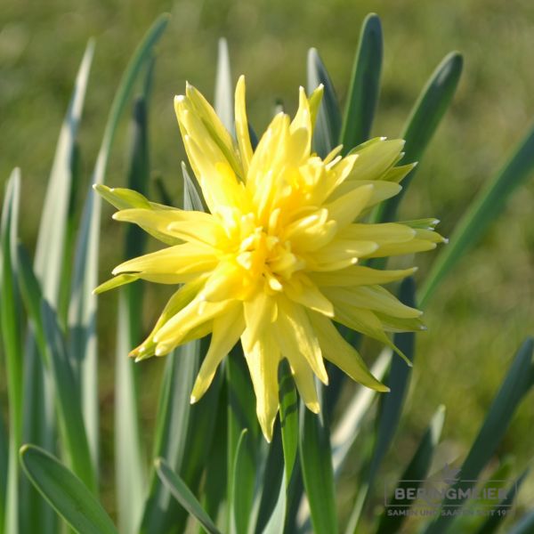 Narcissus Spezies Rip van Winkle 3