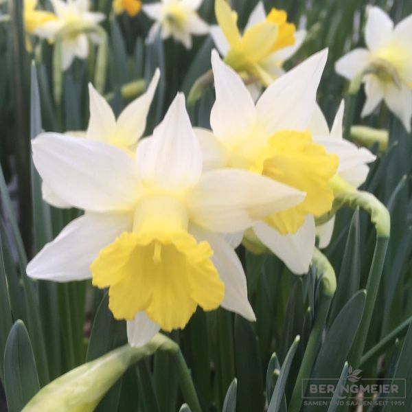 Narcissus Diverse Topolino 1