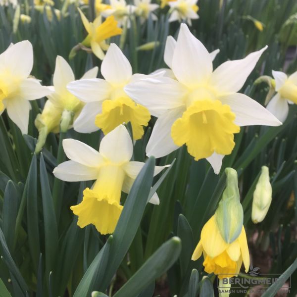Narcissus Diverse Topolino 2
