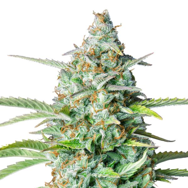 Northern Light Auto Hanf Samen