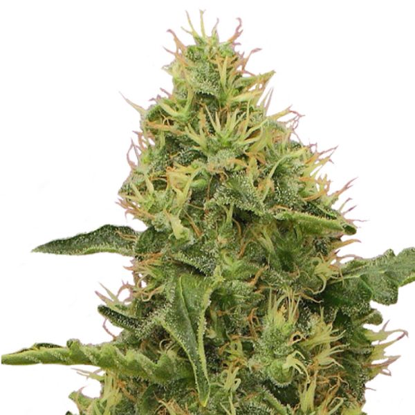 Northern Light feminisierte Hanf Samen Royal Queen Seeds