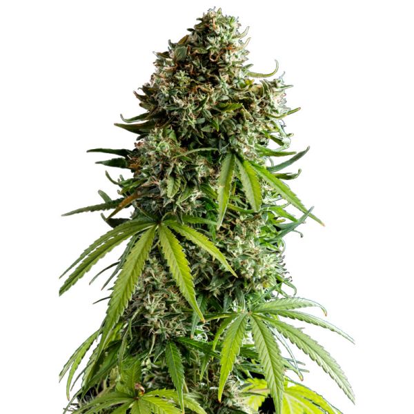 NYC Sour D Auto Hanf Samen