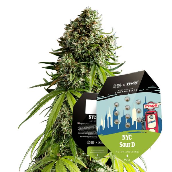 NYC Sour D Auto Cannabis Saatgut