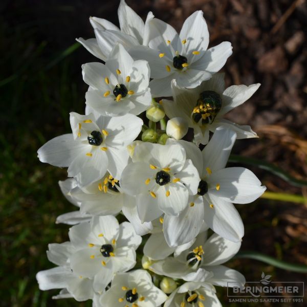 Ornithogalum arabicum Milchstern