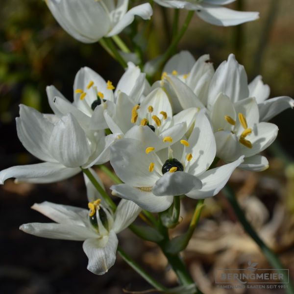 Ornithogalum arabicum Milchstern