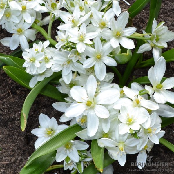 Ornithogalum balansae - Milchstern 1