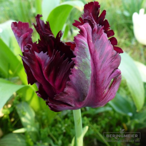 Papagei Tulpe Black Parrot 1