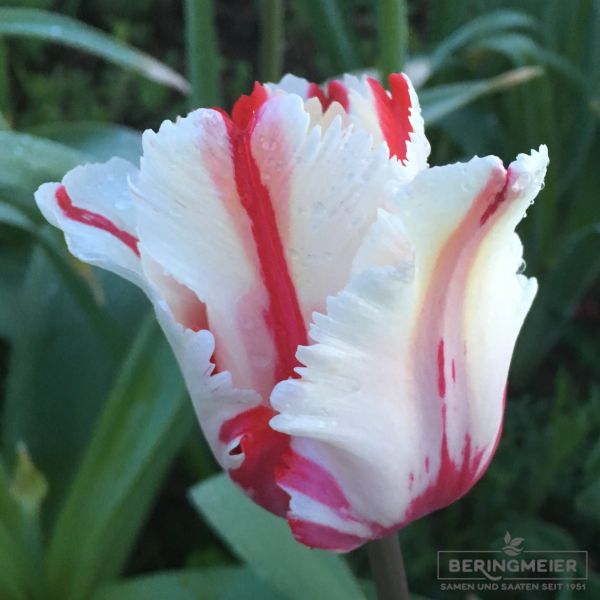 Papagei Tulpen Estella Rijnfeld 1
