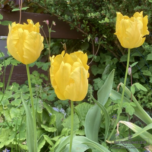 Papagei Tulpe Texas Gold 2