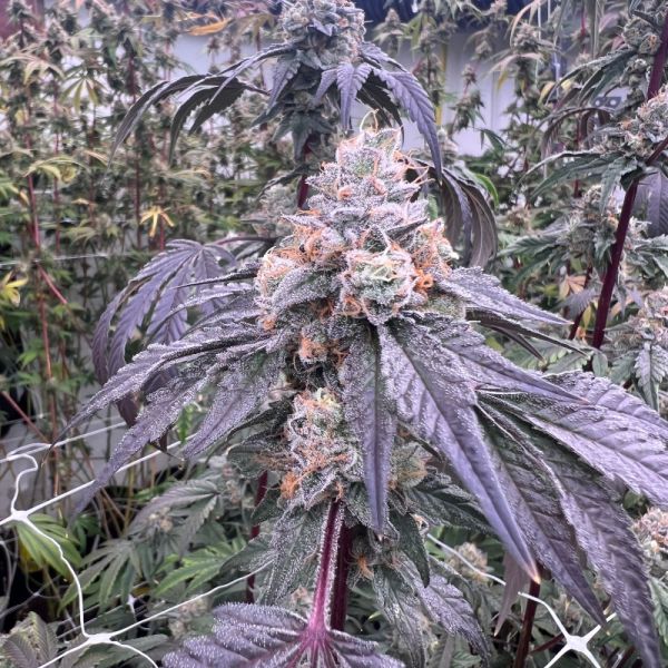 Feminisiertes Cannabis Saatgut Seifenblasen