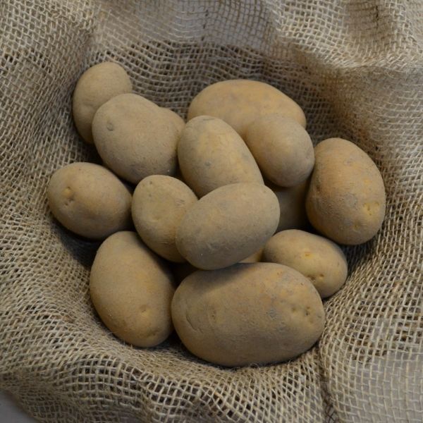 Pflanzkartoffeln Afra - zertifizierte Pflanzkartoffel
