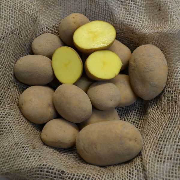 Pflanzkartoffeln Afra - zertifizierte Pflanzkartoffel