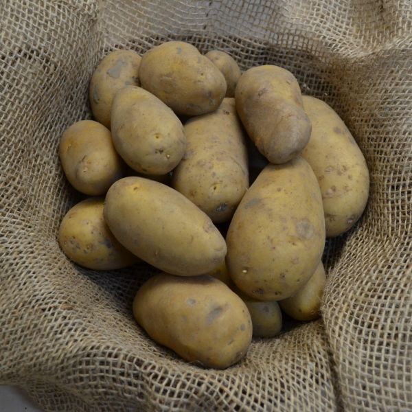 Pflanzkartoffeln Annabelle - zertifizierte Pflanzkartoffel