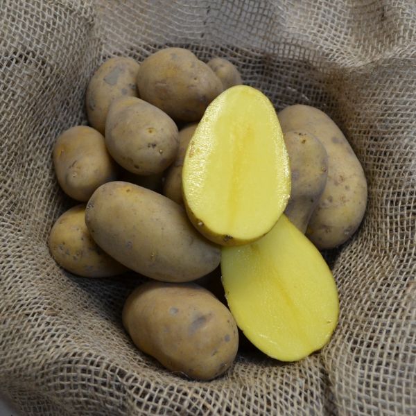 Pflanzkartoffeln Annabelle - zertifizierte Pflanzkartoffel