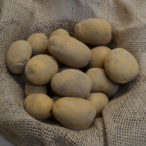 Pflanzkartoffeln Anuschka - zertifizierte Pflanzkartoffel