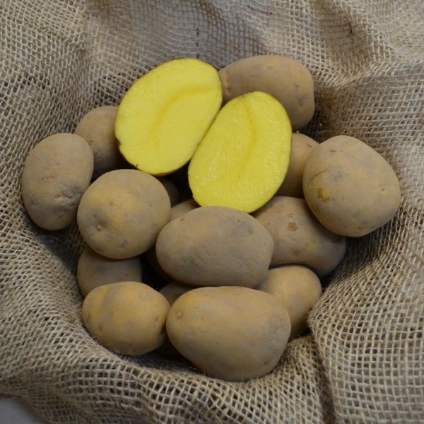 Pflanzkartoffeln Anuschka - zertifizierte Pflanzkartoffel