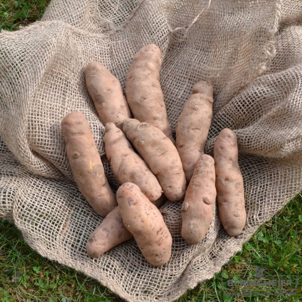 Pflanzkartoffeln Bamberger Hörnchen
