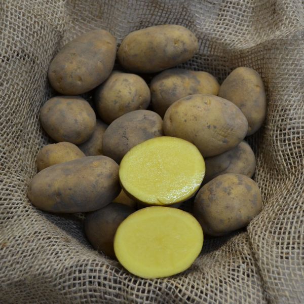 Pflanzkartoffeln Linda - Die Kartoffelkönigin - zertifizierte Pflanzkartoffel