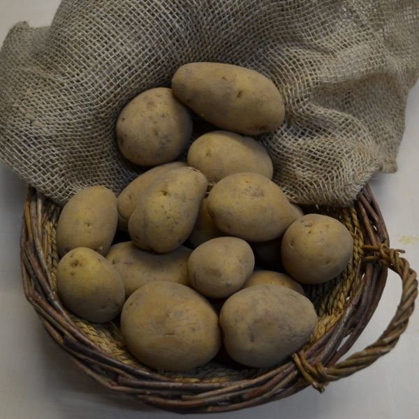 Pflanzkartoffeln Princess - zertifizierte Pflanzkartoffel