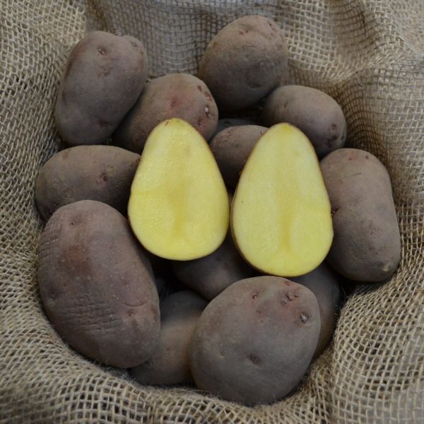 Pflanzkartoffeln Rosara - zertifizierte Pflanzkartoffel