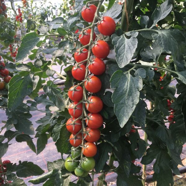 Tomate Gustafano F1