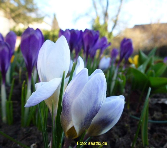 Crocus Botanische chrysanthus Prins Claus 2