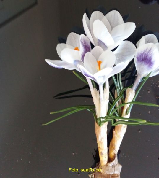 Crocus Botanische chrysanthus Prins Claus 1