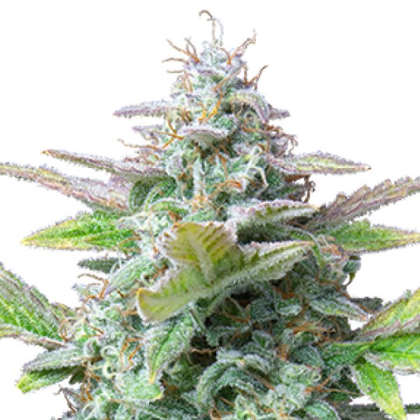 Quick One Cannabis Saatgut Royal Queen Seeds