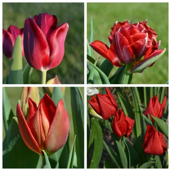 Rote Tulpen Frühlingszauber mit roten Tulpen