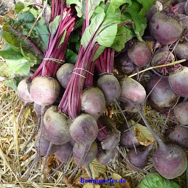 Rote Rüben Rote Kugel 2