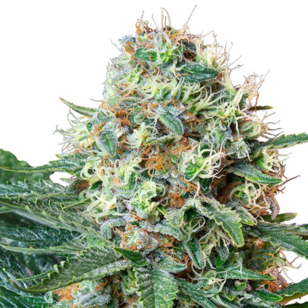 Royal Cookies feminisierte Hanf Samen Royal Queen Seeds