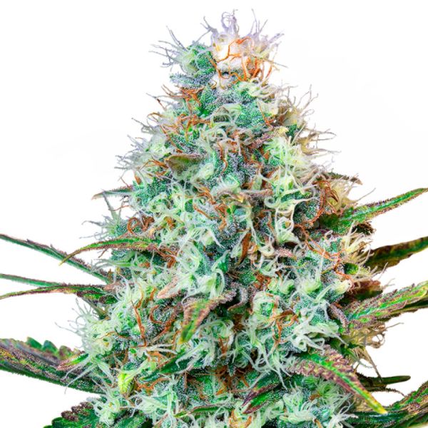 Royal Runtz feminisiertes Cannabis Saatgut