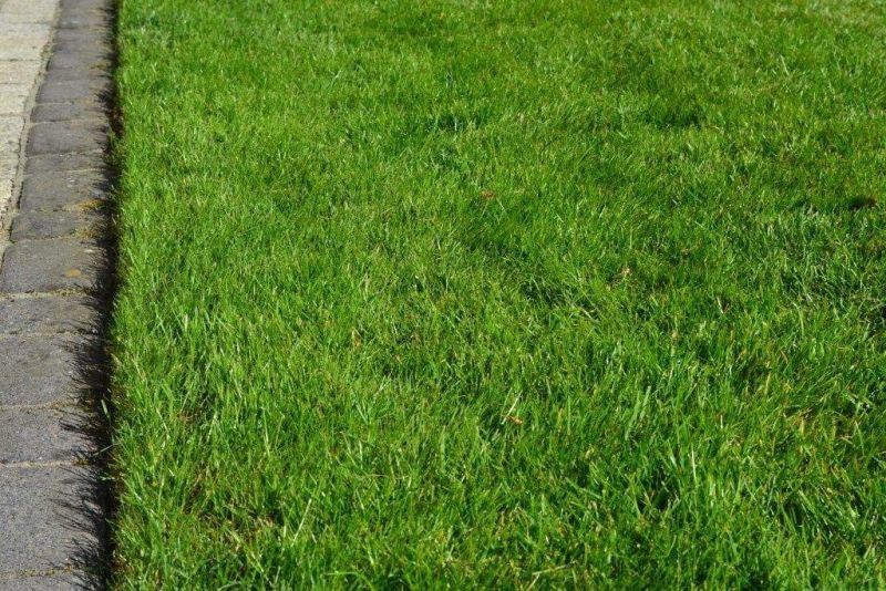 Rasendünger  Wesiflor Wesikalium gruener Rasen