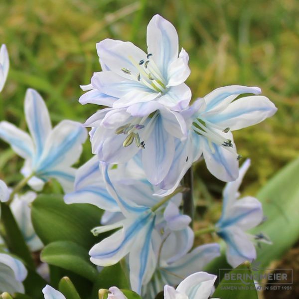 Scilla mischtschenkoana (tubergeniana) 1