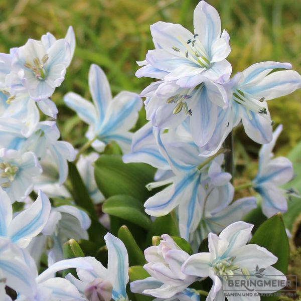 Scilla mischtschenkoana (tubergeniana) 2