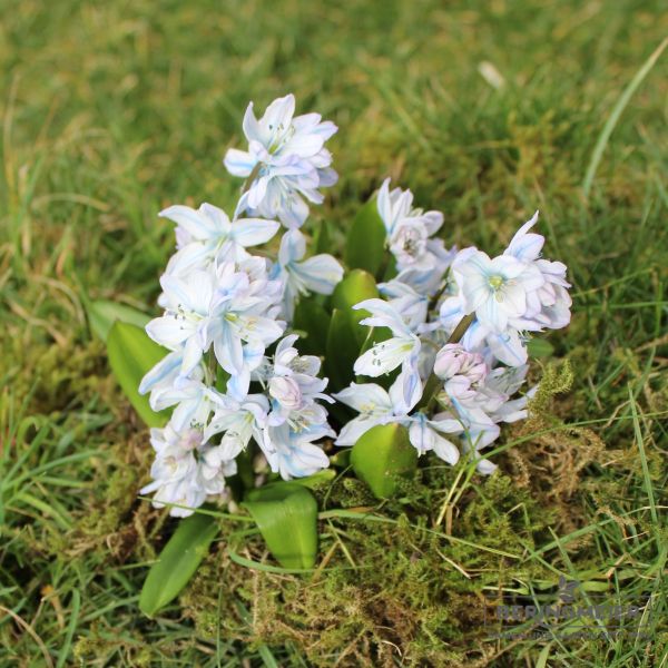 Scilla mischtschenkoana (tubergeniana) 4