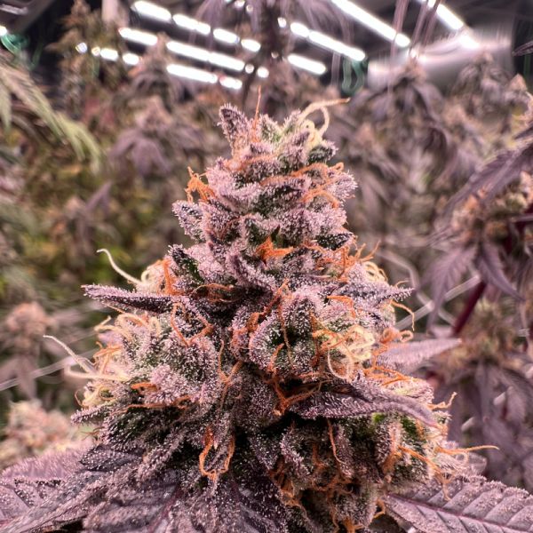 Seifenblasen Cannabis Saatgut