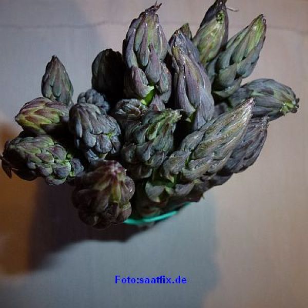 Spargel Pacific F1-Hybride - Violetter Spargel