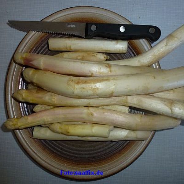 Spargel Mondeo F1-Hybride - Bleichspargel