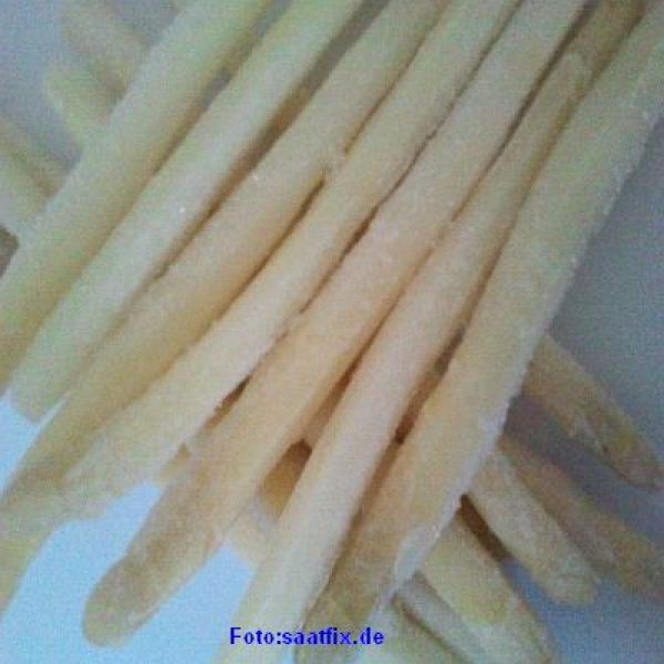 Spargel Gijnlim F1-Hybride - Bleichspargel