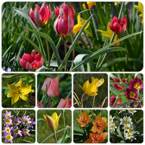 Miniaturtulpen Mischung Steingaraten 1