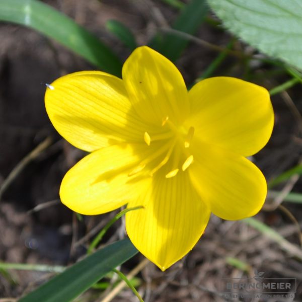 Sternbergia lutea Gewitterblume 1