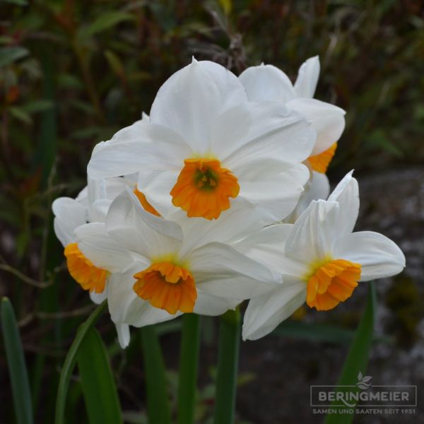Tazetten Narzissen Geranium 4