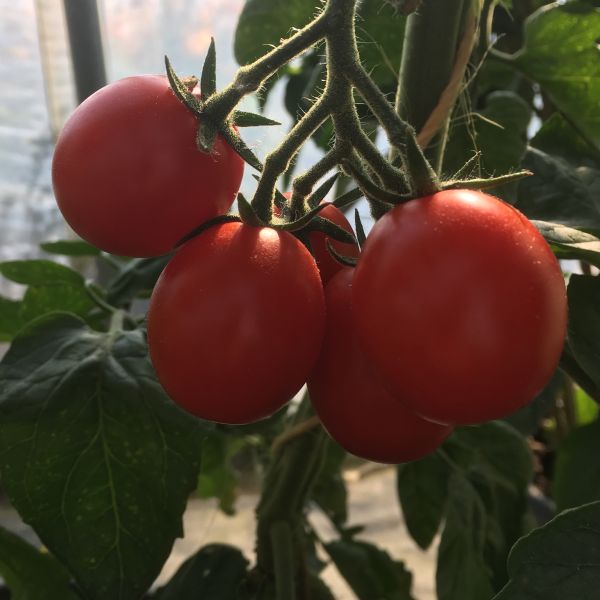 Tomate Bolstar Granda