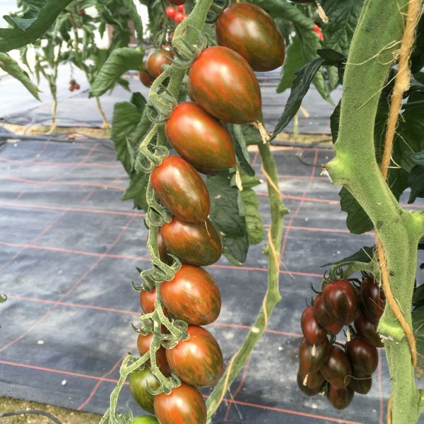 Cocktailtomate Cookie F1