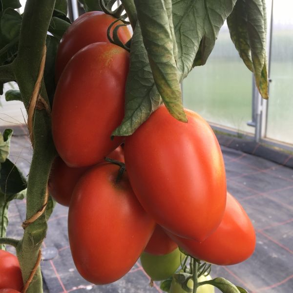 Tomate Olivade F1