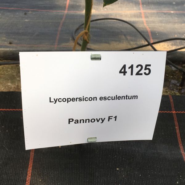 Tomate Pannovy F1